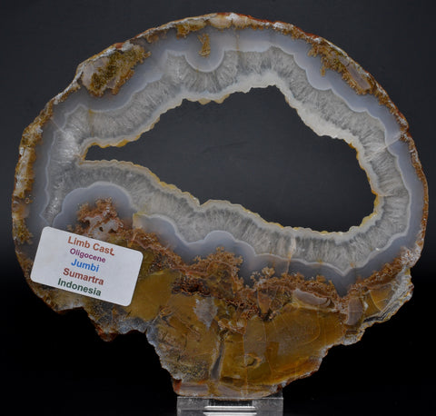 LIMB CAST Slice, Oligocene, JUMBI, Plant Fossil Slice, Indonesia S829