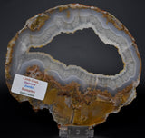LIMB CAST Slice, Oligocene, JUMBI, Plant Fossil Slice, Indonesia S829