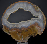 LIMB CAST Slice, Oligocene, JUMBI, Plant Fossil Slice, Indonesia S829