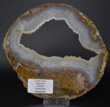 LIMB CAST Slice, Oligocene, JUMBI, Plant Fossil Slice, Indonesia S831