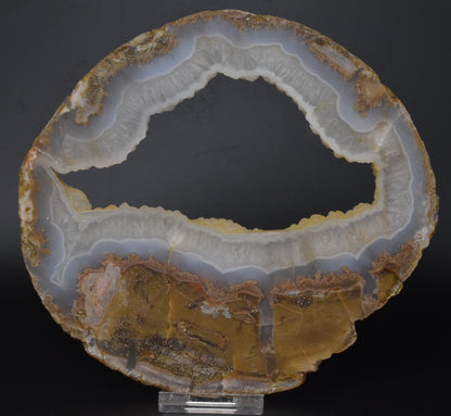 LIMB CAST Slice, Oligocene, JUMBI, Plant Fossil Slice, Indonesia S831