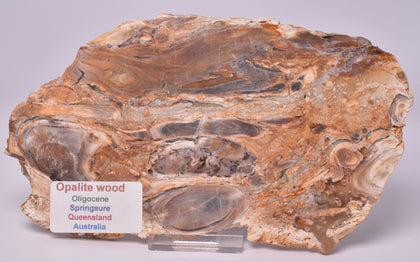 OPALITE WOOD, Polished Oligocene, Springsure Qld, Australia S827