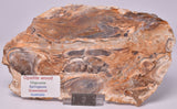 OPALITE WOOD, Polished Oligocene, Springsure Qld, Australia S827