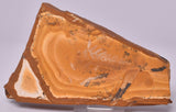FOSSIL AGATHIS JURASSICA F128