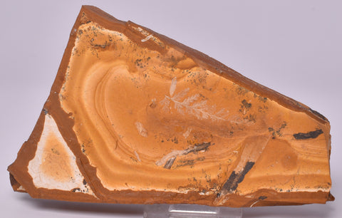FOSSIL AGATHIS JURASSICA F128