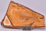 FOSSIL AGATHIS JURASSICA F128