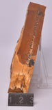 FOSSIL AGATHIS JURASSICA F128