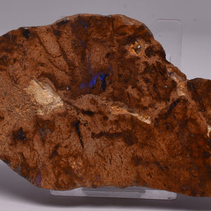 Fossil Opalised Forest Floor