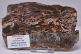 STROMATOLITE Microbial Fossil Mat Dresser Formation, Australia SLICE S1141