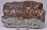 STROMATOLITE Microbial Fossil Mat Dresser Formation, Australia SLICE S1141