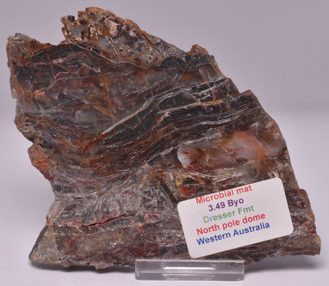 STROMATOLITE Microbial Fossil Mat Dresser Formation, Australia SLICE S795
