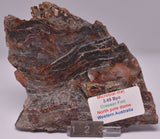 STROMATOLITE Microbial Fossil Mat Dresser Formation, Australia SLICE S795