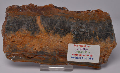 STROMATOLITE Microbial Fossil Mat Dresser Formation, Australia S1031
