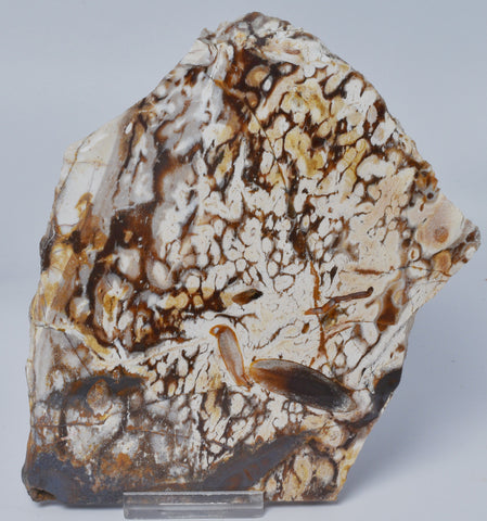 OPALITE WOOD, Polished Oligocene, Springsure Qld, Australia S1146