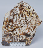 OPALITE WOOD, Polished Oligocene, Springsure Qld, Australia S1146