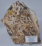 OPALITE WOOD, Polished Oligocene, Springsure Qld, Australia S1146