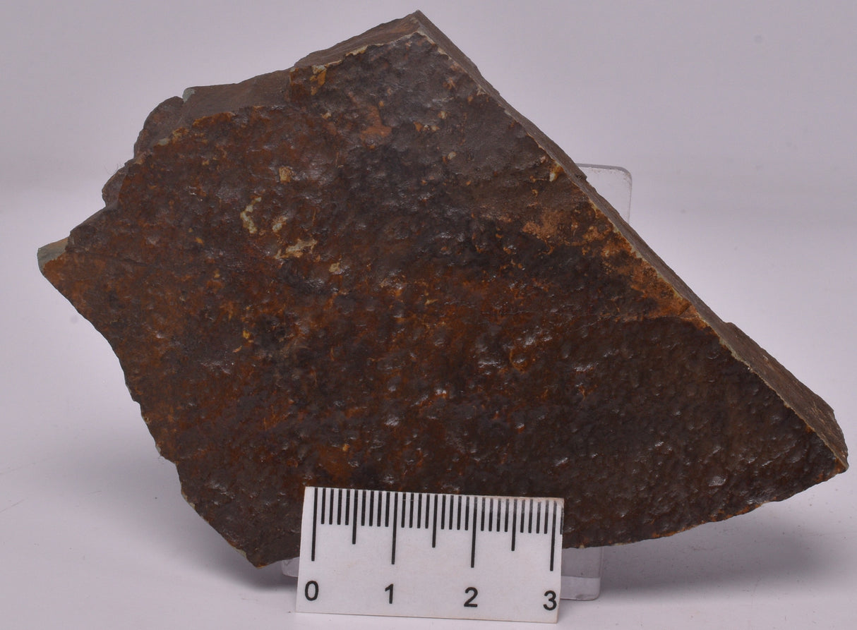 FOSSIL BELTANELLIFORMIS BRUNSAE S812