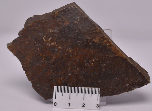FOSSIL BELTANELLIFORMIS BRONZAE S812