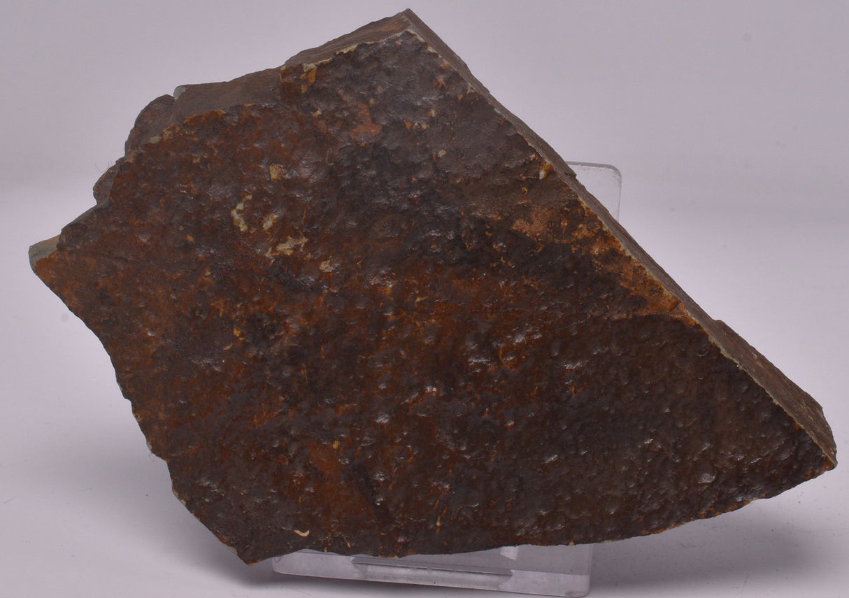 FOSSIL BELTANELLIFORMIS BRUNSAE S812