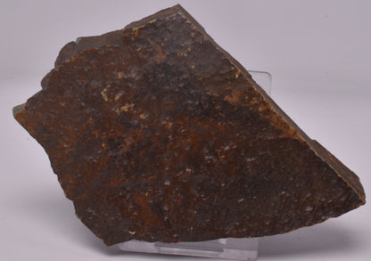FOSSIL BELTANELLIFORMIS BRUNSAE S812