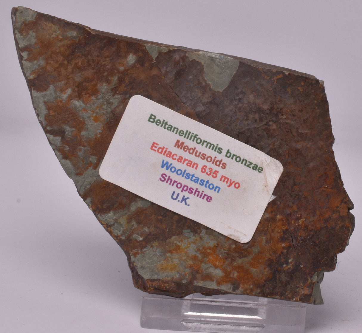 FOSSIL BELTANELLIFORMIS BRUNSAE S812