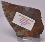 FOSSIL BELTANELLIFORMIS BRUNSAE S812