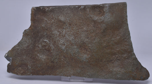 FOSSIL BELTANELLIFORMIS BRONZAE S813