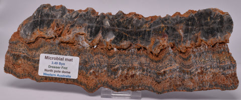 STROMATOLITE Microbial Fossil Mat Dresser Formation, Australia S1056