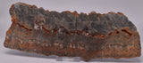 STROMATOLITE Microbial Fossil Mat Dresser Formation, Australia S1056