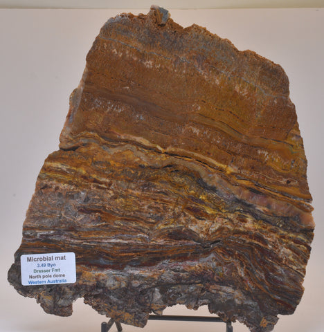 STROMATOLITE Microbial Fossil Mat Dresser Formation, Australia SLICE S817