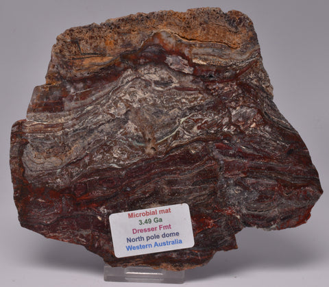 STROMATOLITE Microbial Fossil Mat Dresser Formation, Australia SLICE S824