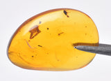 AMBER DOMINICAN REPUBLIC P604