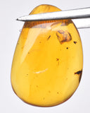 AMBER DOMINICAN REPUBLIC P604