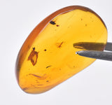 AMBER DOMINICAN REPUBLIC P604