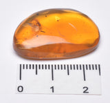 AMBER DOMINICAN REPUBLIC P604