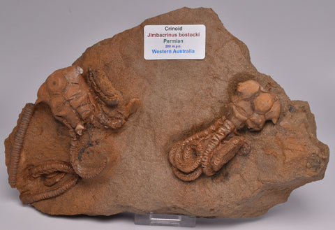 CRINOID FOSSIL PLATE, 2 Crinoids, Jimbacrinus Bostocki, Western Australia, CR01