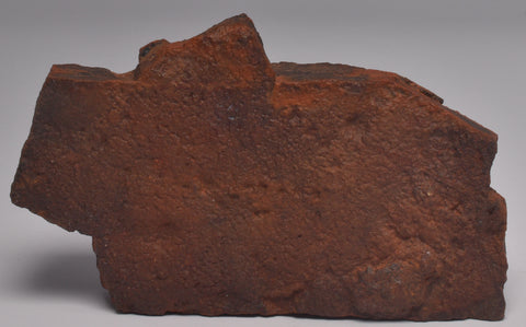 HORODYSKIA Mesoproterozoic 1.4 B.Y.O, AUSTRALIAN FOSSIL S44