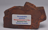 HORODYSKIA Mesoproterozoic 1.4 B.Y.O, AUSTRALIAN FOSSIL S44