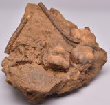 CRINOID FOSSIL, Jimbacrinus Bostocki, Western Australia, CR24