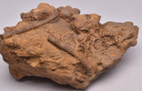 CRINOID FOSSIL, Jimbacrinus Bostocki, Western Australia, CR24