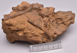 CRINOID FOSSIL, Jimbacrinus Bostocki, Western Australia, CR24