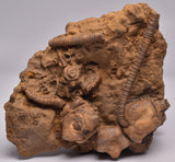 CRINOID FOSSIL, Jimbacrinus Bostocki, Western Australia, CR24