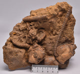 CRINOID FOSSIL, Jimbacrinus Bostocki, Western Australia, CR24