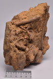 CRINOID FOSSIL, Jimbacrinus Bostocki, Western Australia, CR24