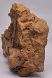 CRINOID FOSSIL, Jimbacrinus Bostocki, Western Australia, CR24