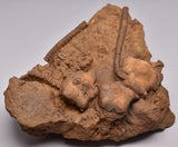 CRINOID FOSSIL, Jimbacrinus Bostocki, Western Australia, CR24