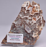 MAWSONIA MADAGINIA SLICE, STROMATOLITE, CAMBRIAN, AUSTRALIA S18