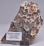 MAWSONIA MADAGINIA SLICE, STROMATOLITE, CAMBRIAN, AUSTRALIA S18