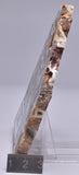 MAWSONIA MADAGINIA SLICE, STROMATOLITE, CAMBRIAN, AUSTRALIA S18
