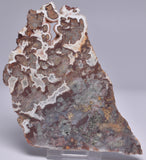 MAWSONIA MADAGINIA SLICE, STROMATOLITE, CAMBRIAN, AUSTRALIA S18